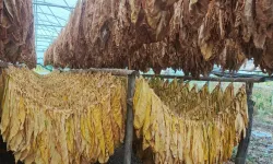 Bilecik Pazaryeri'nde tarımda yeni hamle... Tütün ve İpekböcekçiliği için ilk adım