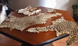 Çukurova Havalimanı'nda yasa dışı yaban hayvanı ürünleri ele geçirildi