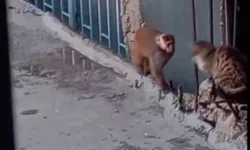 Fikirtepe'de çatılara dadanan rhesus makak yakalandı!