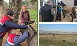 Afrika at vebası için ülke genelinde tarama başlatıldı