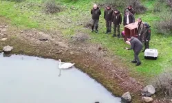 Ankara'da güçten düşen kuğu, Edirne'de doğaya salındı