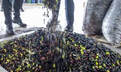 İzmir zeytini için dev adım... Zeytin ve zeytinyağı markalaşma yolunda