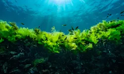 Prof. Dr. Sarı: Suya şaşı bakmayalım