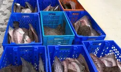 Yasadışı kalkan avcılığına müdahale! 169 balık Darülaceze'ye teslim edildi