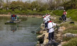 Çakalburnu Lagünü'nden Körfez'e yayılan yosunlara yoğun müdahale