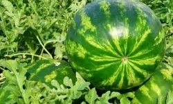 Edirne'de karpuz üretimine büyük destek