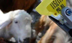 Hayvan sahiplerine aşı ve küpe ücretlerinde önemli ayar