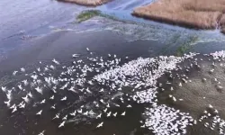 Kuşcenneti'nde görsel şölen... Yüzlerce Tepeli Pelikan aynı anda suya indi