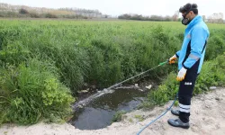 Sakarya ekipler zararlı vektörle mücadeleyi sürdürüyor