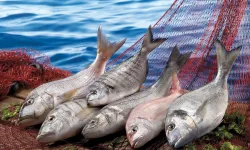 Su ürünleri ilk çeyrekte ihracatını yüzde 24 artırdı... Levrek liderliğini sürdürdü