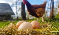 Tavuk eti ve yumurta üretiminde düşüş