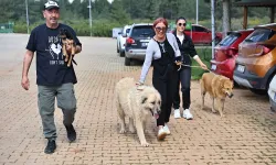 Antalya Büyükşehir Bakımevi'nde can dostlar sıcak yuvalarına kavuşuyor
