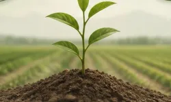 Bitki Karantinası Yönetmeliği Resmi Gazete'de