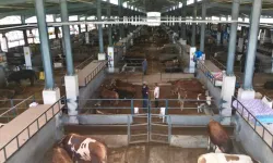 Bursa İnegöl'de modern hayvan pazarı yüzleri güldürdü