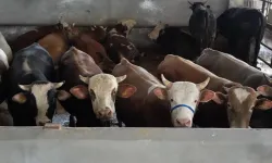DMM'den bayram öncesi dolandırıcılık uyarısı