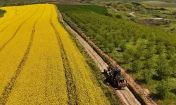 Tarla yolları hasada hazırlanıyor
