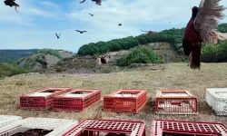Kene ve Kokarcaya Karşı 51 Bin Keklik ve Sülün Doğaya Salınacak