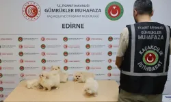 Kapıkule'de Kaçakçılık Operasyonu: 6 Pomeranian Yavrusu Ele Geçirildi