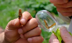 Kuzuyayla'nın zengin biyoçeşitliliği incelendi