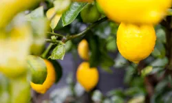 Türkiye'nin limon ihracatı 22 yılda 2,5 kat arttı