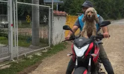 Düzce'de bir an olsun sahibi yalnız bırakmayan köpek gülümsetti