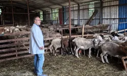 Kocaeli'nde hayvancılığa bütüncül destek