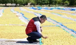 Bakan Yumaklı: Malatya Kayısısında Verimli Hasat Dönemi