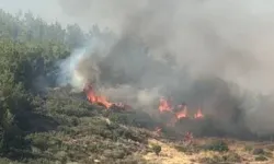 Çanakkale'de orman yangınına müdahale