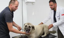 Giresun'da vahşice ezilen can dost hayata döndürüldü