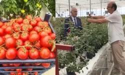Isparta'da tarımda yeni dönem: Gül serasından topraksız domatese, tam otomasyonlu üretim