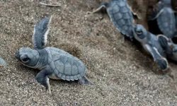 Yeşil deniz kaplumbağalarının Akdeniz yolculuğu başladı
