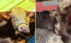 Büyükbaş hayvan varlığında yılın ilk yarısı verileri açıklandı