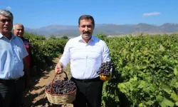 Hatay'da 85 bin ton üzüm rekoltesi bekleniyor