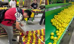 Hatay'da ihracatlık limonlara pestisit denetimi