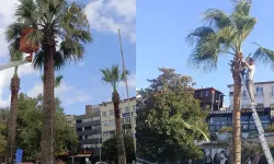 Kdz. Ereğli sahilindeki palmiyeler bakıma alındı