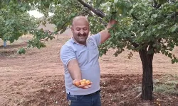 Malatya'da eylül sonunda kayısı hasadı