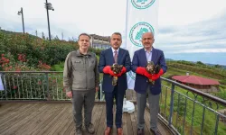 Yaralı arı şahinleri Rize'de doğaya salındı