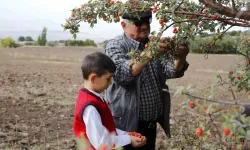 70 Yaşındaki Dede, 7 Yaşındaki Torunuyla Alıç Topluyor