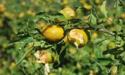 Hasat öncesi dolu ve fırtına mandalina üreticisini vurdu