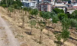 İzmir'in kıraç topraklarında yeşil dönüşüm