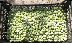 Mersin'de zeytin fidanları ürün verdi