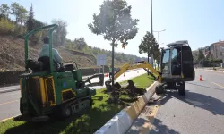 Sakarya'da ağaçlar o kazı için titizlikle taşınıyor