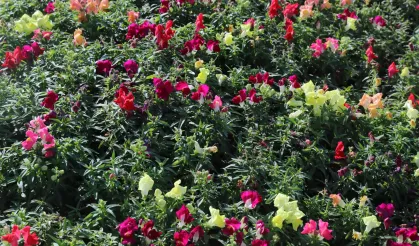 Antalya'da kışlık çiçeklerle rengarenk kent silüeti