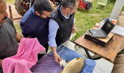 Milyonlarca yavru balık doğal sularla buluşuyor