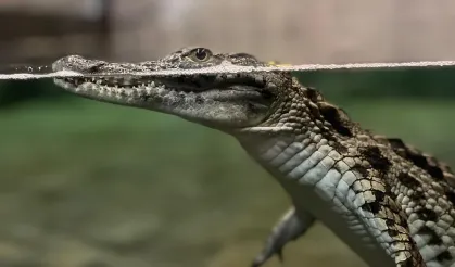Nil timsahı sevinci... 6 yavru ilk kez ziyaretçilerle buluşuyor