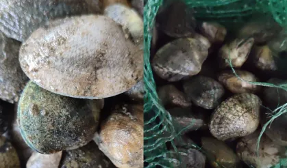 Kapıkule'de 840 kilo canlı akivades ele geçirildi! 1 milyon TL ceza kesildi