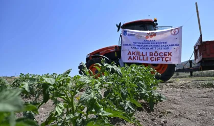 Ankara'da domates güvesine karşı 'Akıllı Böcek' projesi