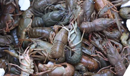 Antalya Otogarı'nda Sağlıksız Koşullarda Taşınan 90 Kilogram Kerevite İmha