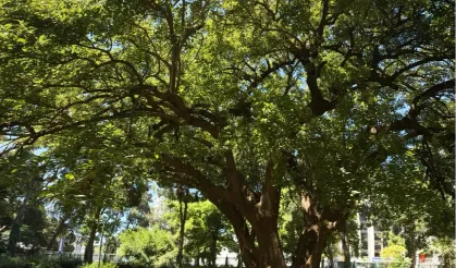 İzmir'de Kültürpark'ın köklerine yolculuk