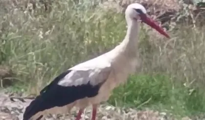 Keşan’ın Yeni Yaren’i: İzzetiye Mahallesi’nin Leyleği İlgi Odağı Oldu